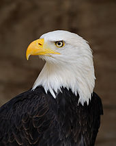 170px-Bald_Eagle_Portrait